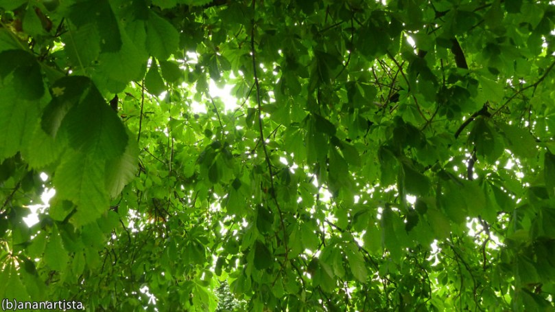 fotografia d'arte, poesia ed intuizione di (b)ananartista quasar sbuff