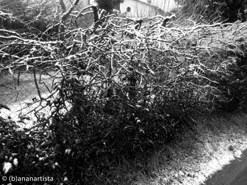 IL CESPUGLIO INNEVATO landscape snow art minimal photography by (b)ananartista sbuff © 2015 all rights reserved