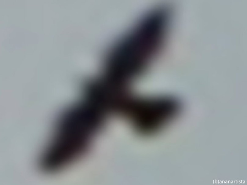 THE HAWK minimal art glitch zen photography by (b)ananartista sbuff © 2015 all rights reserved