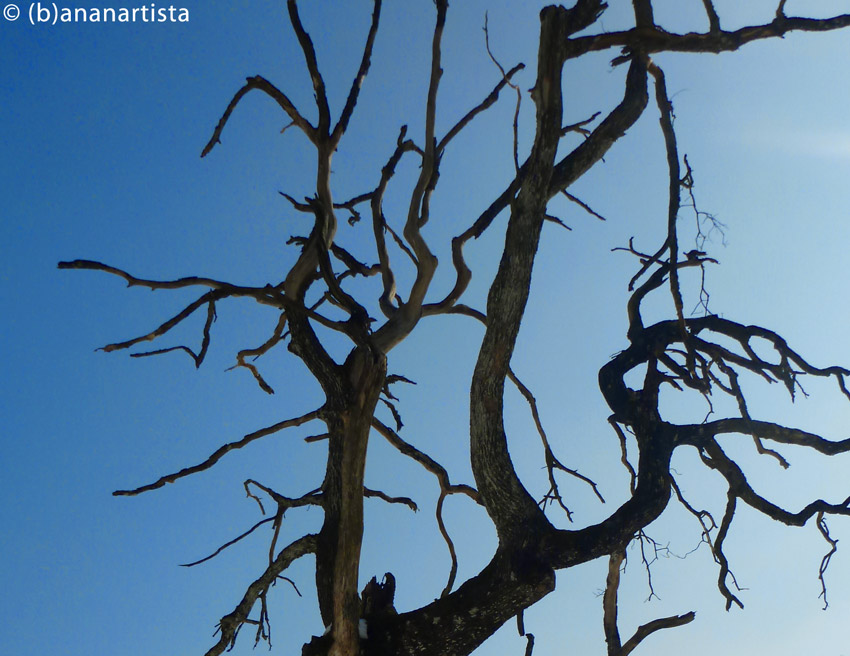 GINSENG TREE photography by (b)ananartista sbuff © 2015 all rights reserved