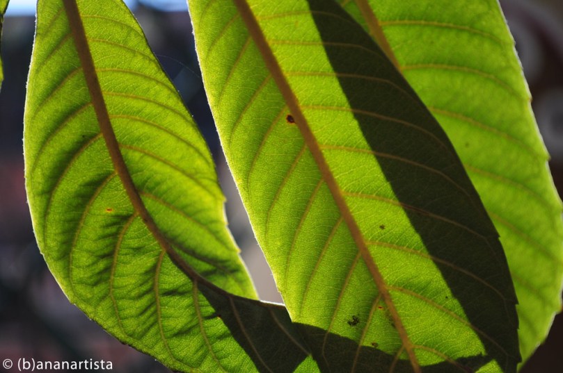 LOQUAT LEAVES photography by (b)ananartista sbuff © 2015 all rights reserved