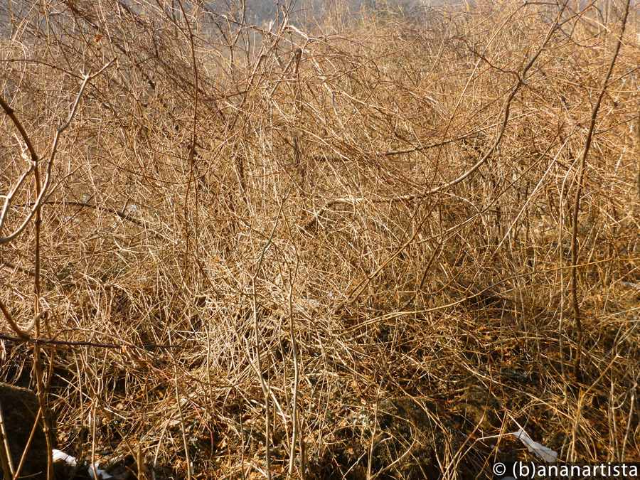 PANDEMONIUM nature photography by (b)ananartista sbuff © 2015 all rights reserved