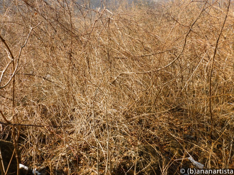 PANDEMONIUM nature photography by (b)ananartista sbuff © 2015 all rights reserved