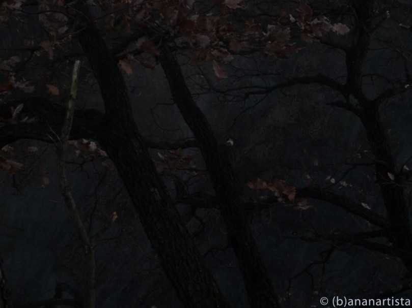 SPANISH SERENADE photography by (b)ananartista sbuff © 2015 all rights reserved