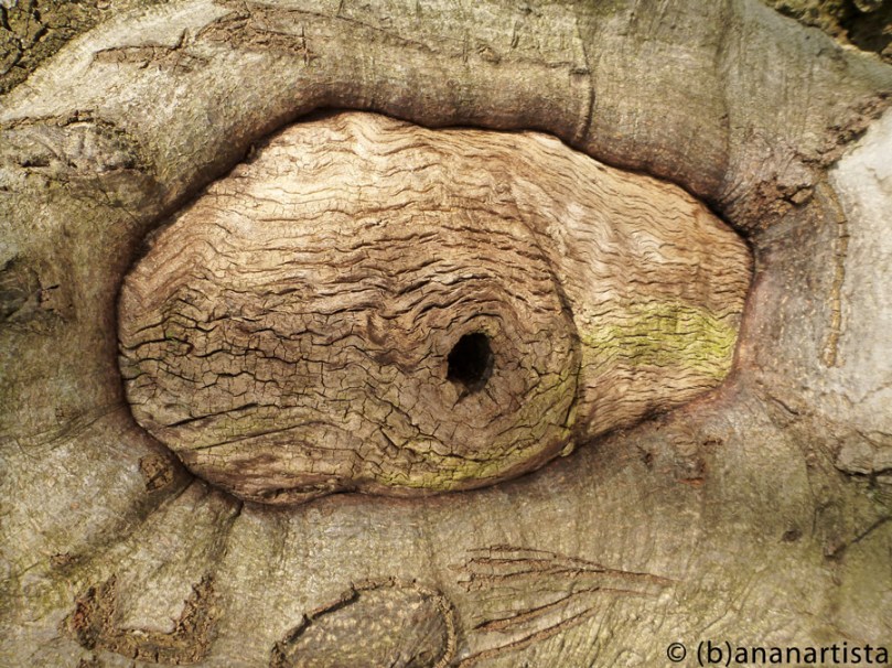 CHAMELEON EYE photography by (b)ananartista sbuff © 2015 all rights reserved