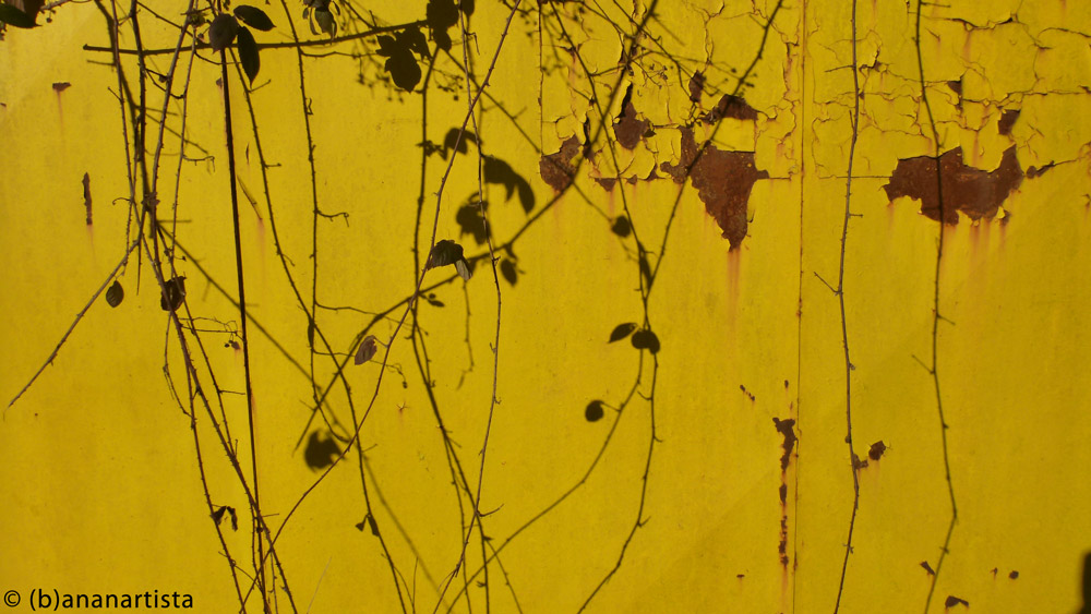 GRAMIGNA GRASS abstract photography by (b)ananartista sbuff © 2016 all rights reserved