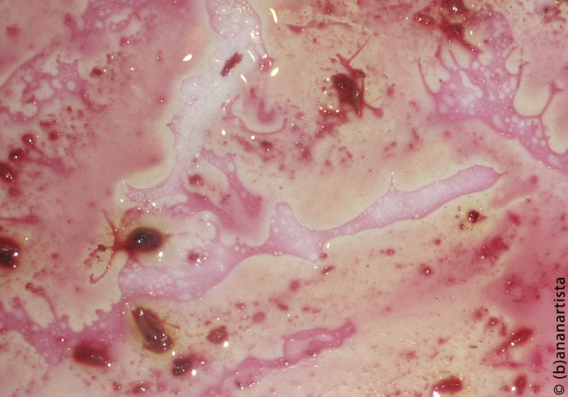 SACRIFICIAL LAMB abstract photography by (b)ananartista sbuff © 2016 all rights reserved