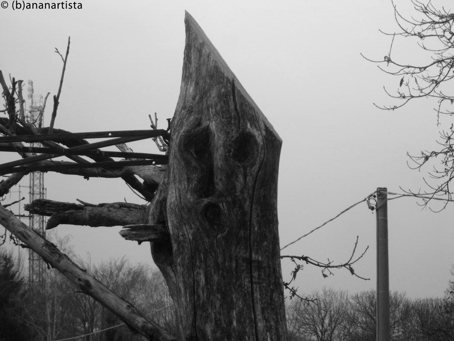 THE SCREAM TREE landscape photography by (b)ananartista sbuff © 2016 all rights reserved