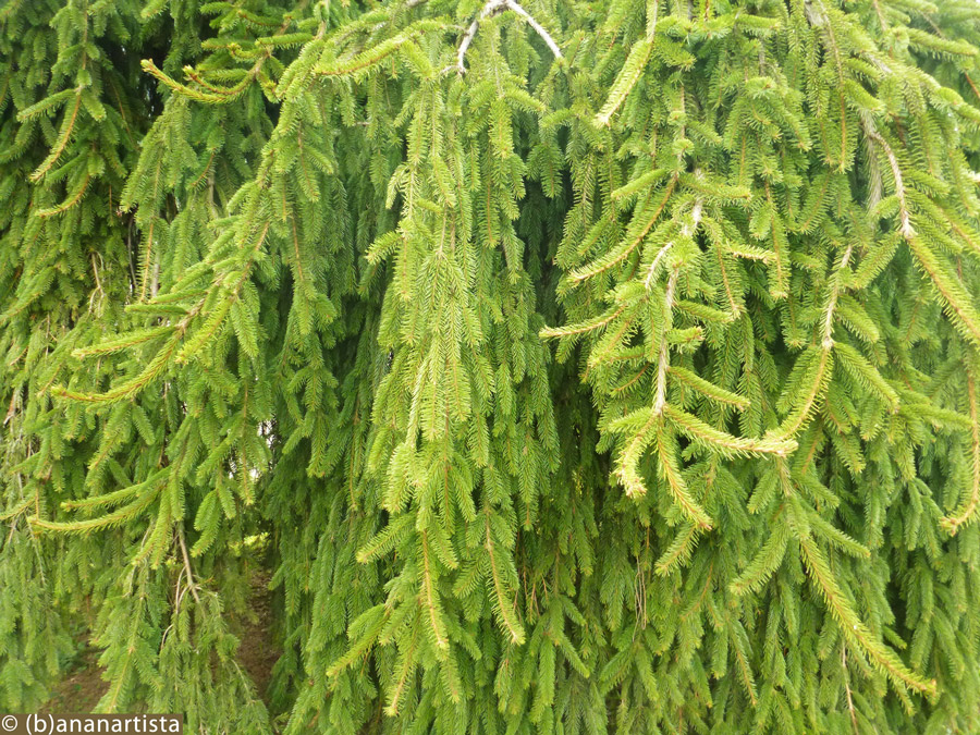 ANOTHER GREEN WORLD  nature photography by (b)ananartista sbuff © 2016 all rights reserved