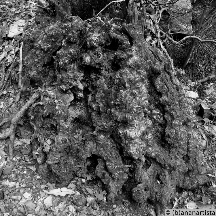 HAZARD STIMULUS nature photography by (b)ananartista sbuff © 2016 all rights reserved