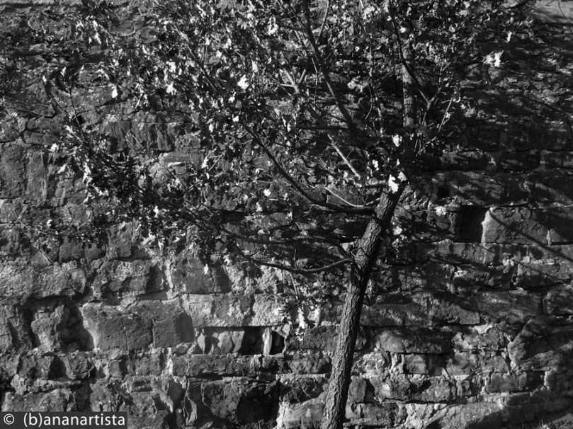 THE RECREATION nature photography by (b)ananartista sbuff © 2016 all rights reserved