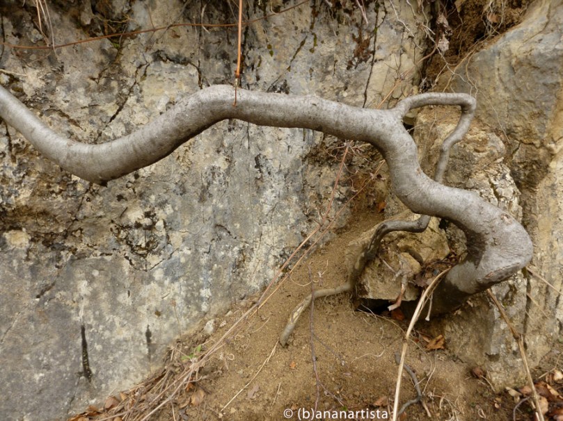 THE ROOT nature photography by (b)ananartista sbuff © 2016 all rights reserved