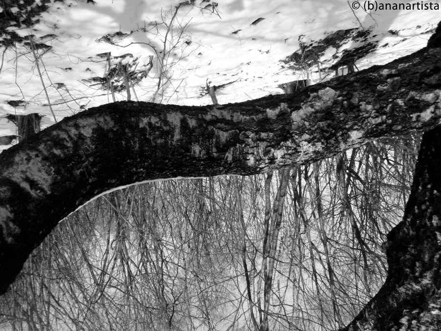 CONVOLUTION nature abstract photography by (b)ananartista sbuff © 2016 all rights reserved