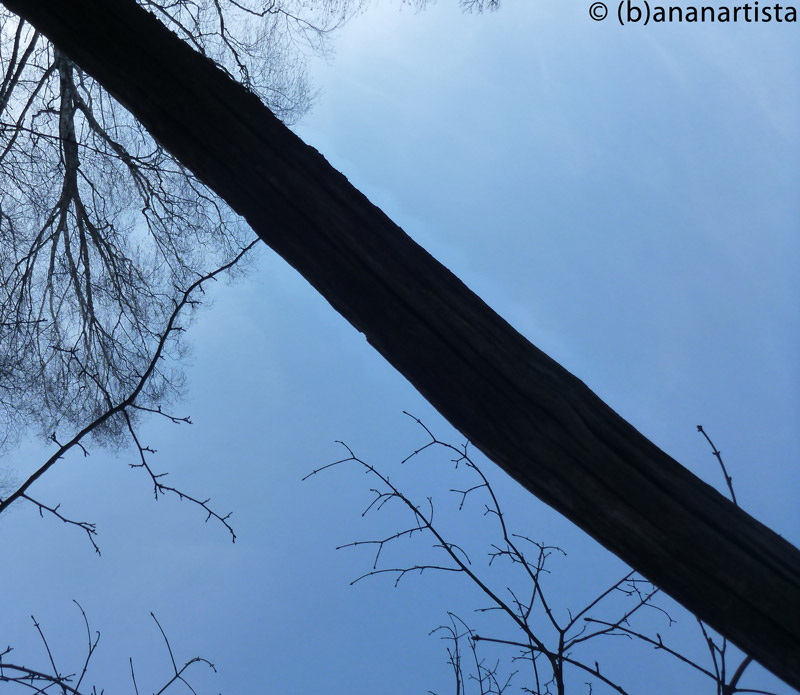 THE DIAGONAL nature photography by (b)ananartista sbuff © 2016 all rights reserved