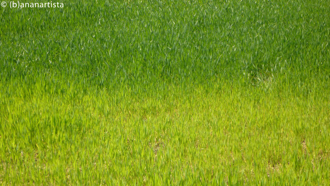 SHADES OF GREEN nature photography by (b)ananartista sbuff © 2016 all rights reserved