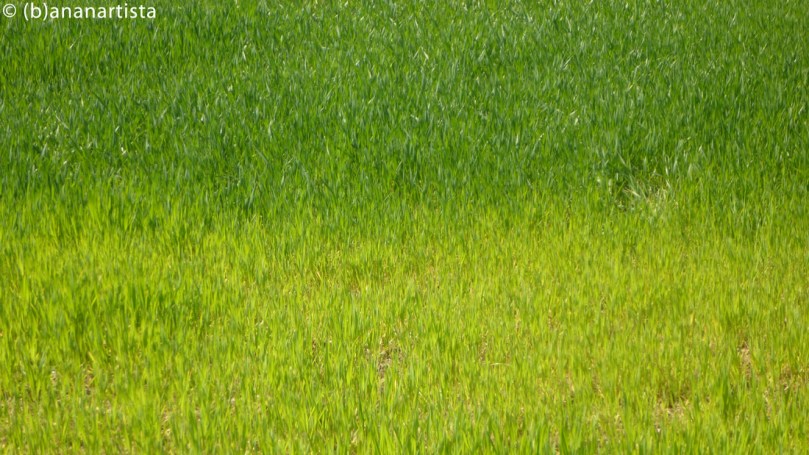 SHADES OF GREEN nature photography by (b)ananartista sbuff © 2016 all rights reserved