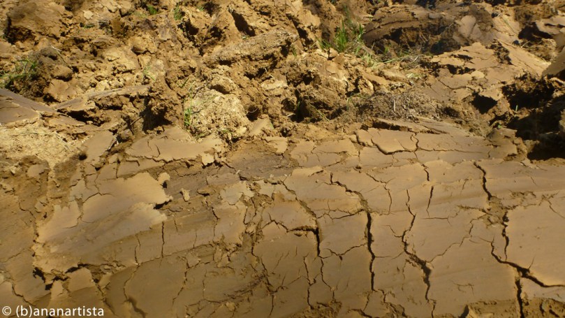 THE PERFECT ORCHESTRATION nature photography by (b)ananartista sbuff © 2016 all rights reserved