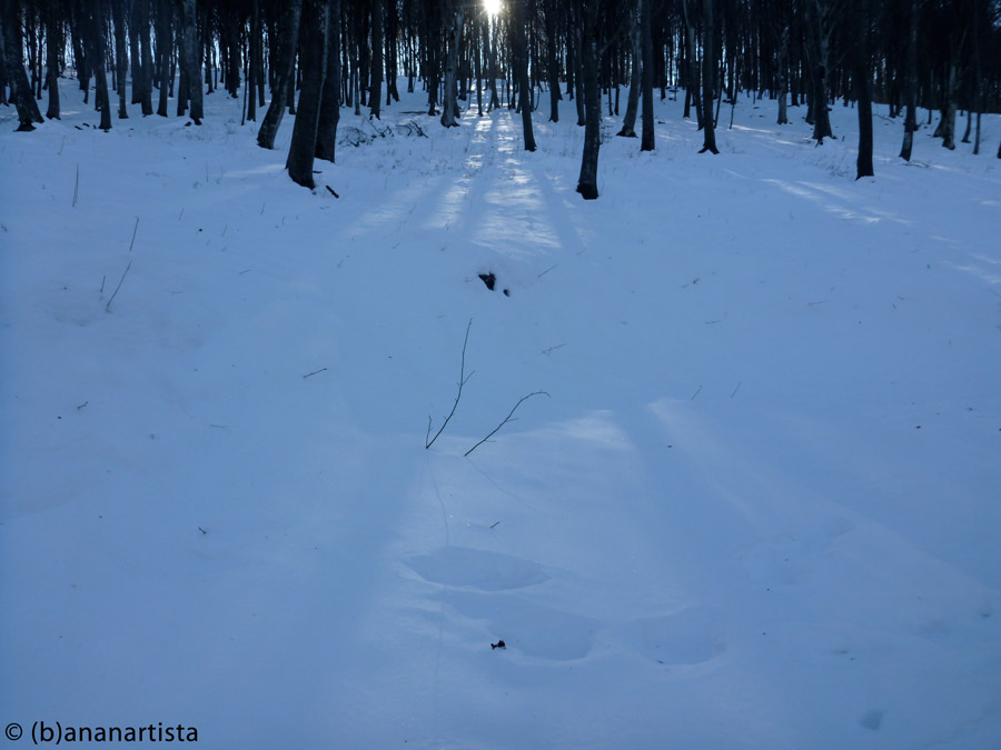 LA LUCE DEL SOLE FILTRA FRA GLI ALBERI nature landscape photography by (b)ananartista sbuff © 2016 all rights reserved