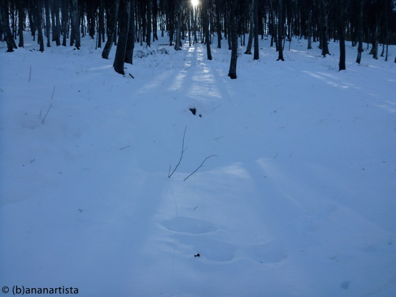 LA LUCE DEL SOLE FILTRA FRA GLI ALBERI nature landscape photography by (b)ananartista sbuff © 2016 all rights reserved