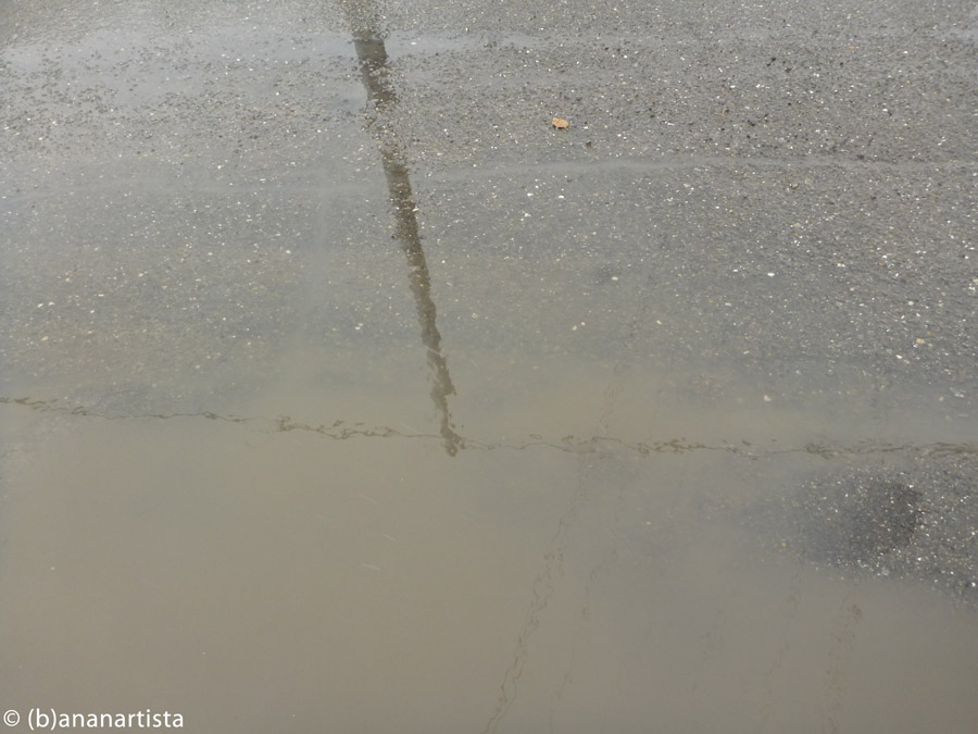 INTO THE SWAMP nature landscape photography by (b)ananartista sbuff © 2016 all rights reserved