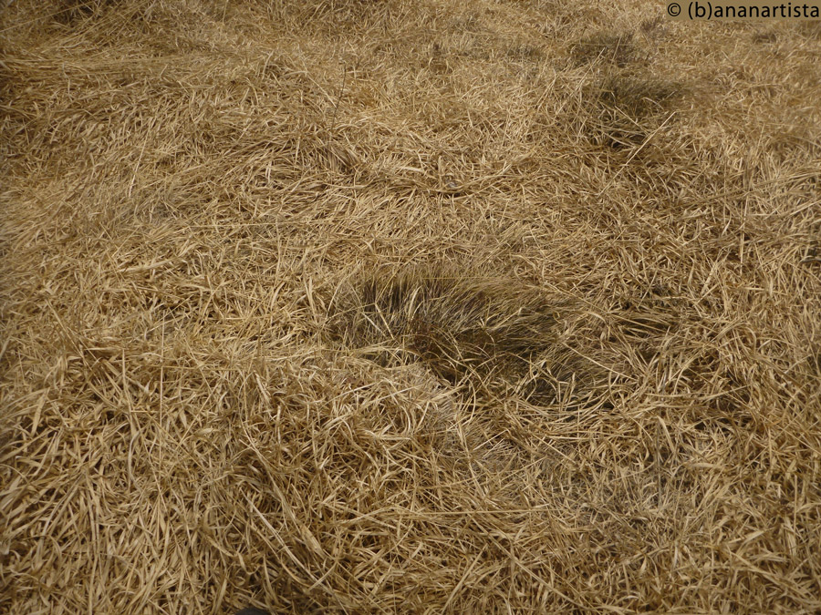 OMNISCIENCE macro photography by (b)ananartista sbuff © 2016 all rights reserved