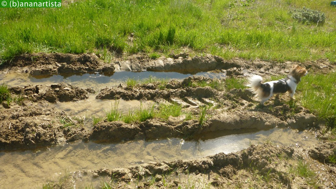 ROMANIAN FOLK DANCE dog portrait photography by (b)ananartista sbuff © 2016 all rights reserved
