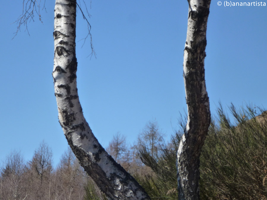 THE TWO BIRCHES photography by (b)ananartista sbuff © 2016 all rights reserved