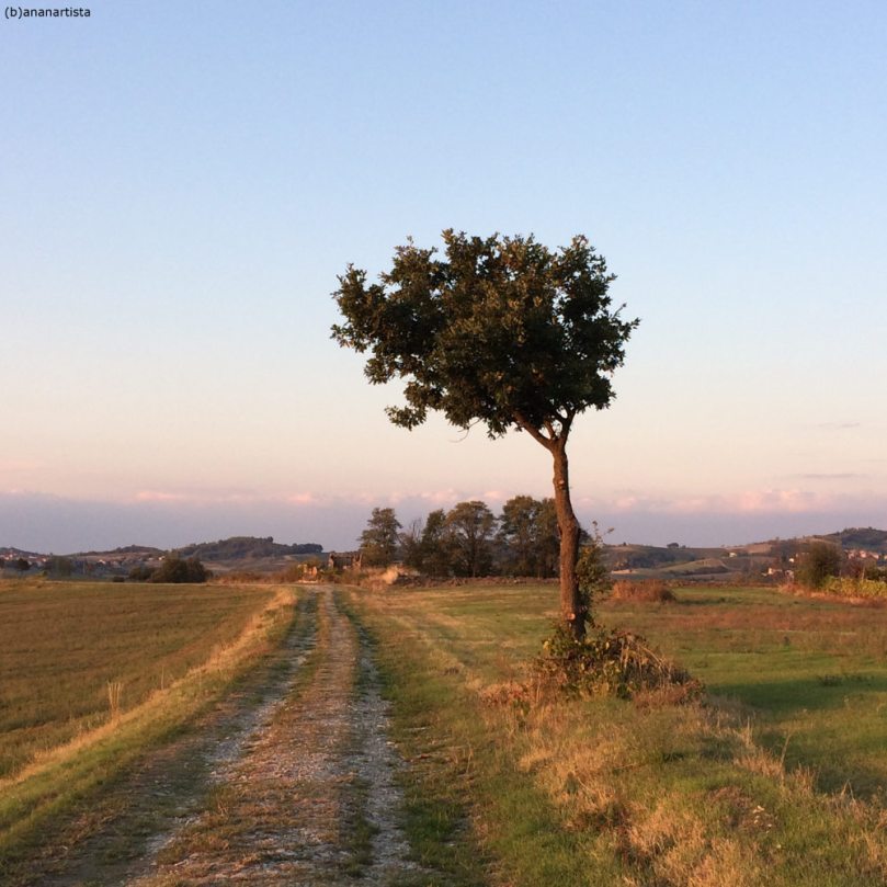 paesaggio con chioma: fotografia di (b)ananartista sbuff