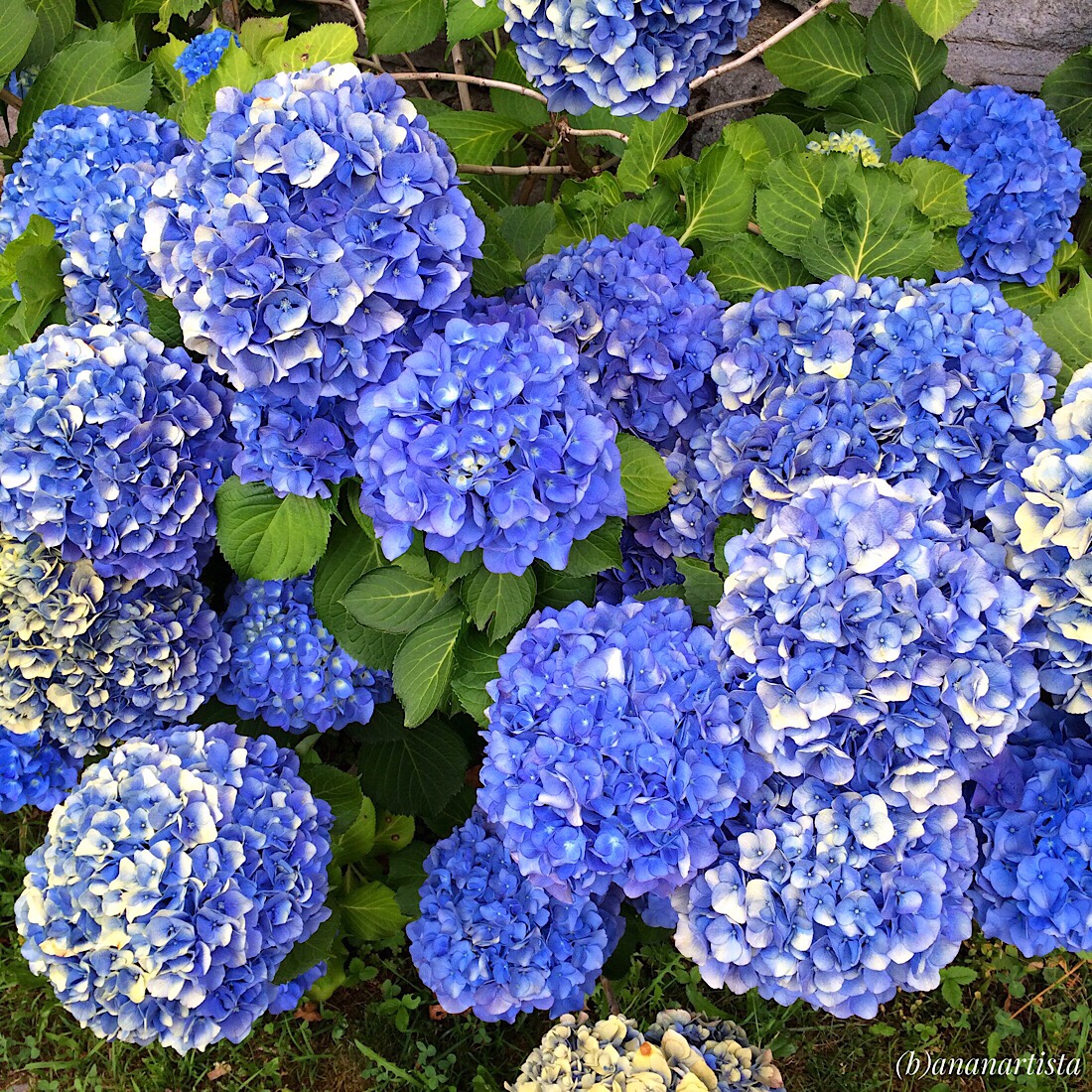 fiori blu