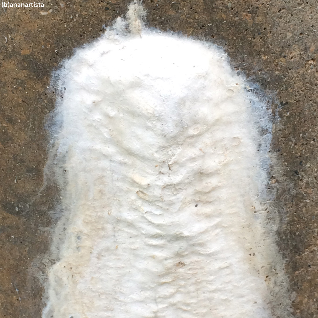 discrepanze crepitanti: fotografia astratta di (b)ananartista sbuff