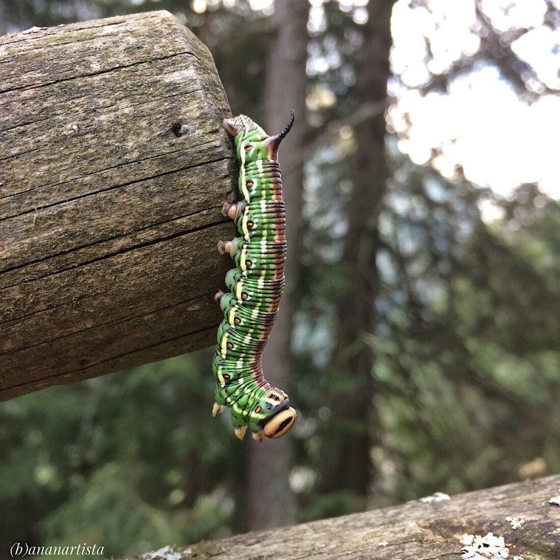 bruco: fotografia di (b)ananartista sbuff