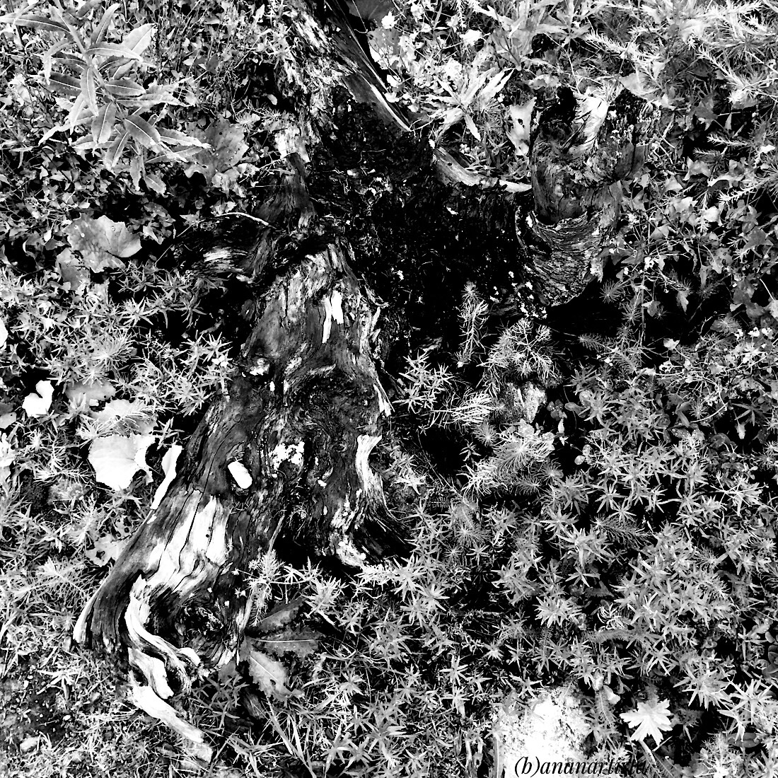 amorphous: photography by (b)ananartista sbuff 