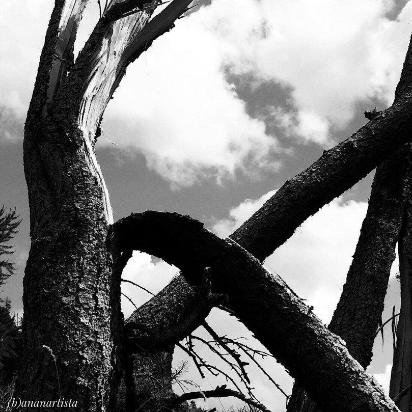 mammoth mastodon photography by (b)ananartista sbuff