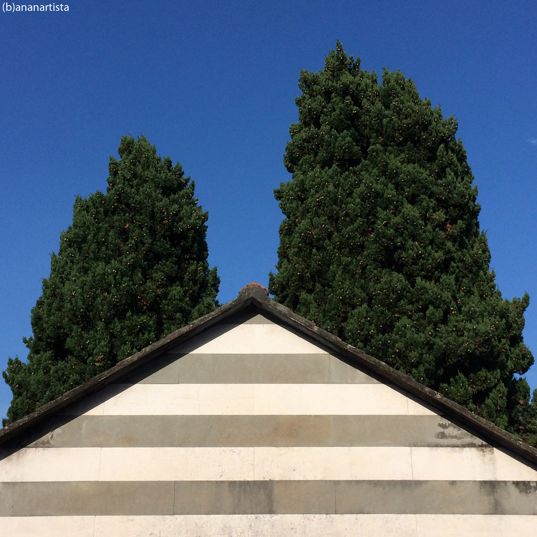 cypress depress: minimal outsider photography art by (b)ananartista sbuff