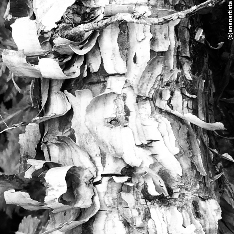 old bark: macro nature black and white photography art by (b)ananartista sbuff