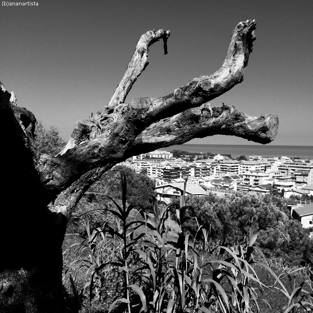 amorphous mastodon: black and white landscape photography by (b)ananartista sbuff