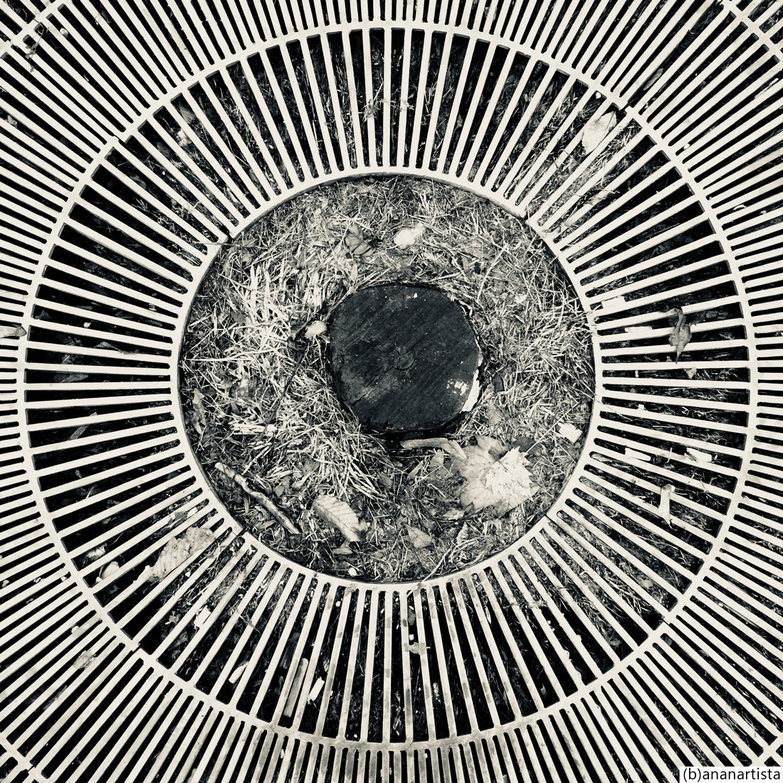 cerchi concentrici: fotografia in bianco e nero di (b)ananartista sbuff