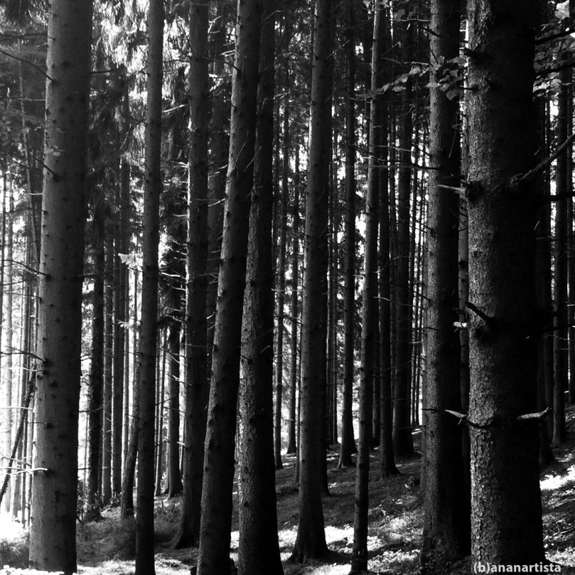 l'essere mi bea: bosco di conifere in bianco e nero di (b)ananartista sbuff