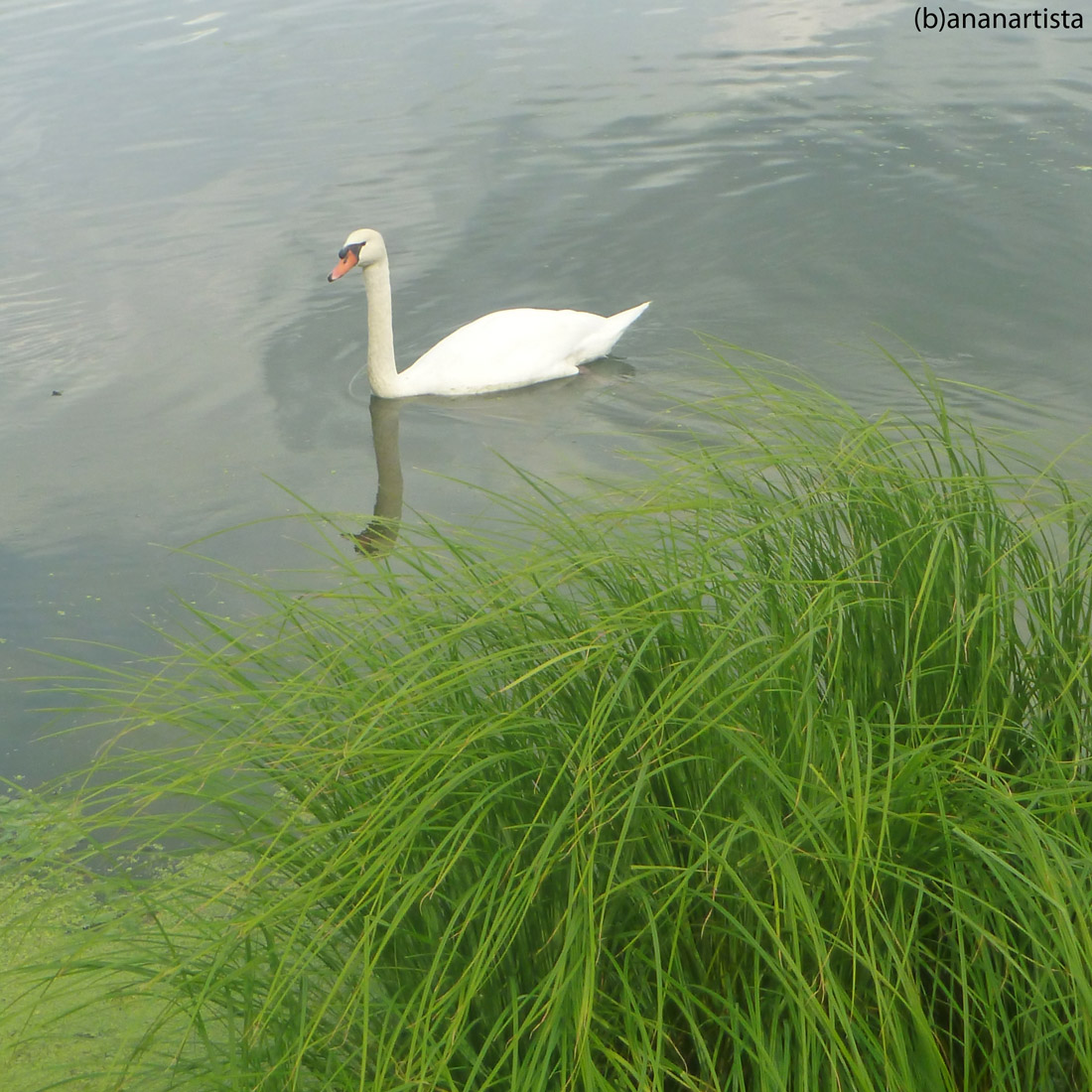 cigno: fotografia naturalis di (b)ananartista sbuff