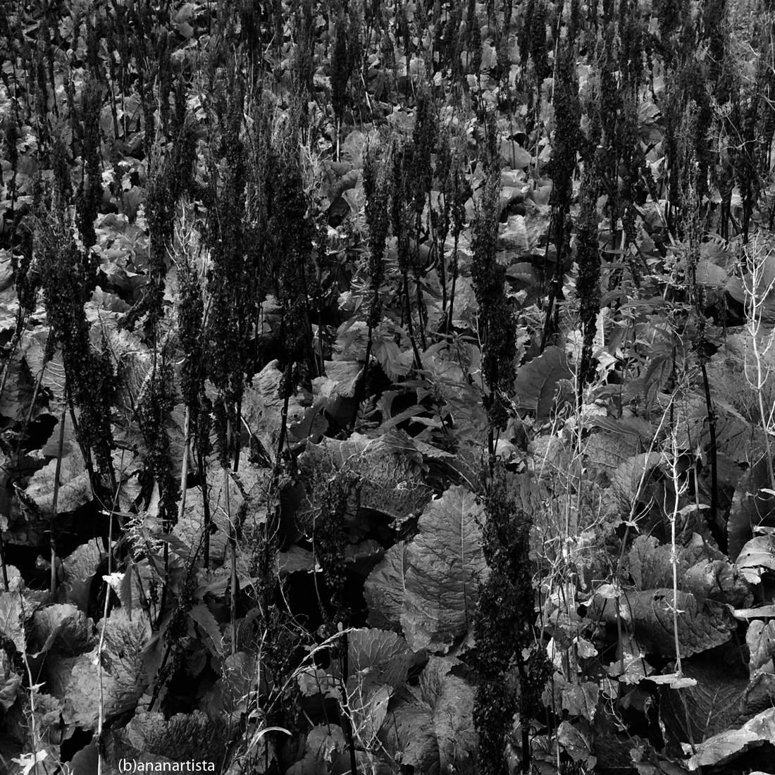 jardin sans fin: fotografia di (b)ananartista sbuff