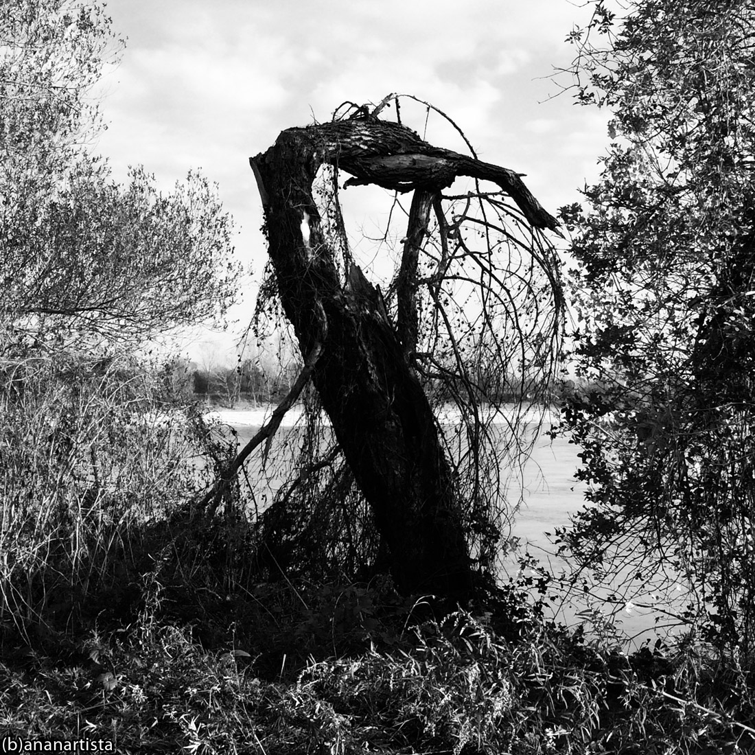 Icarus Mastodon: black and white photography by (b)ananartista sbuff