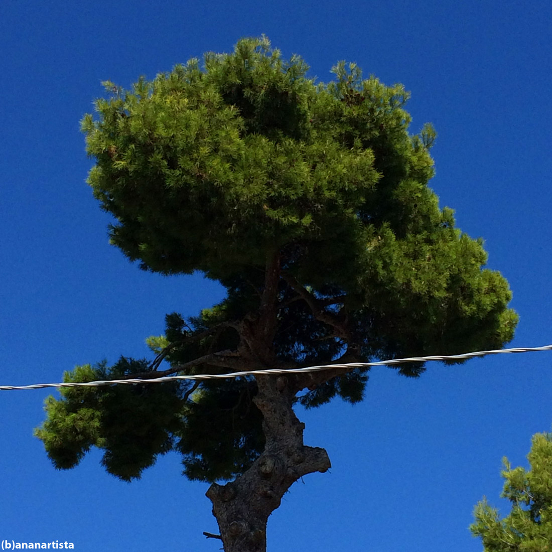 pino marittimo con filo elettrico: fotografia di (b)ananartista sbuff