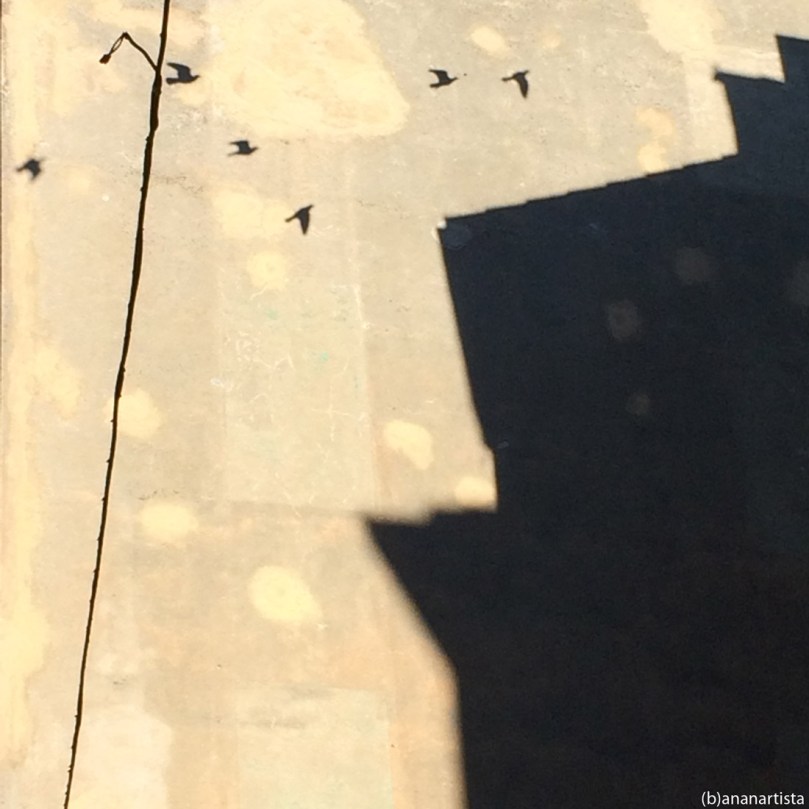 stormo: fotografia di (b)ananartista sbuff