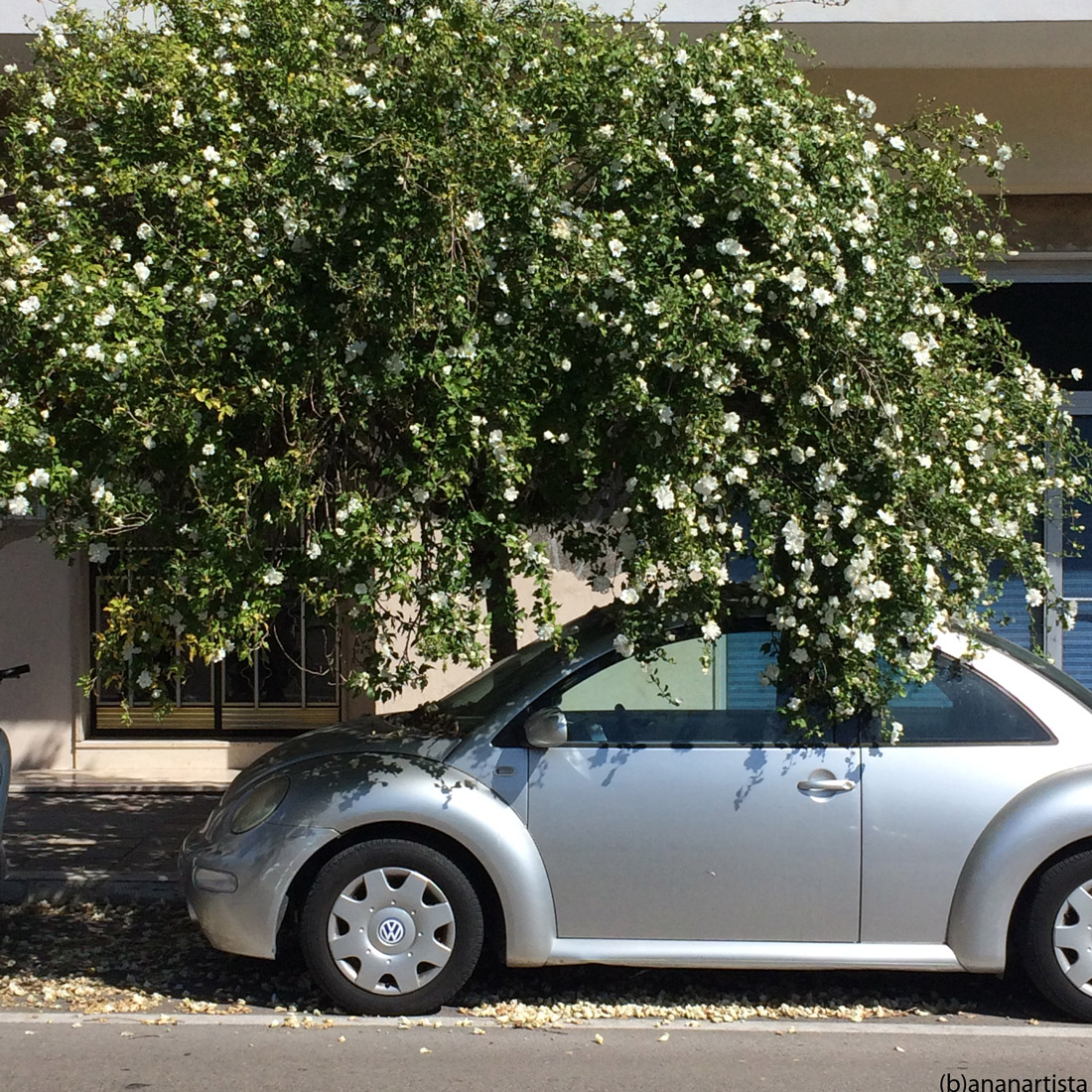 automobile fiorita: fotografia di (b)ananartista sbuff