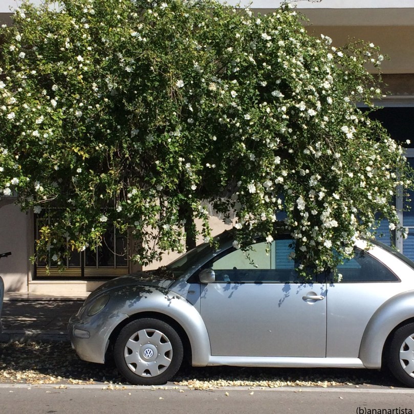 automobile fiorita: fotografia di (b)ananartista sbuff