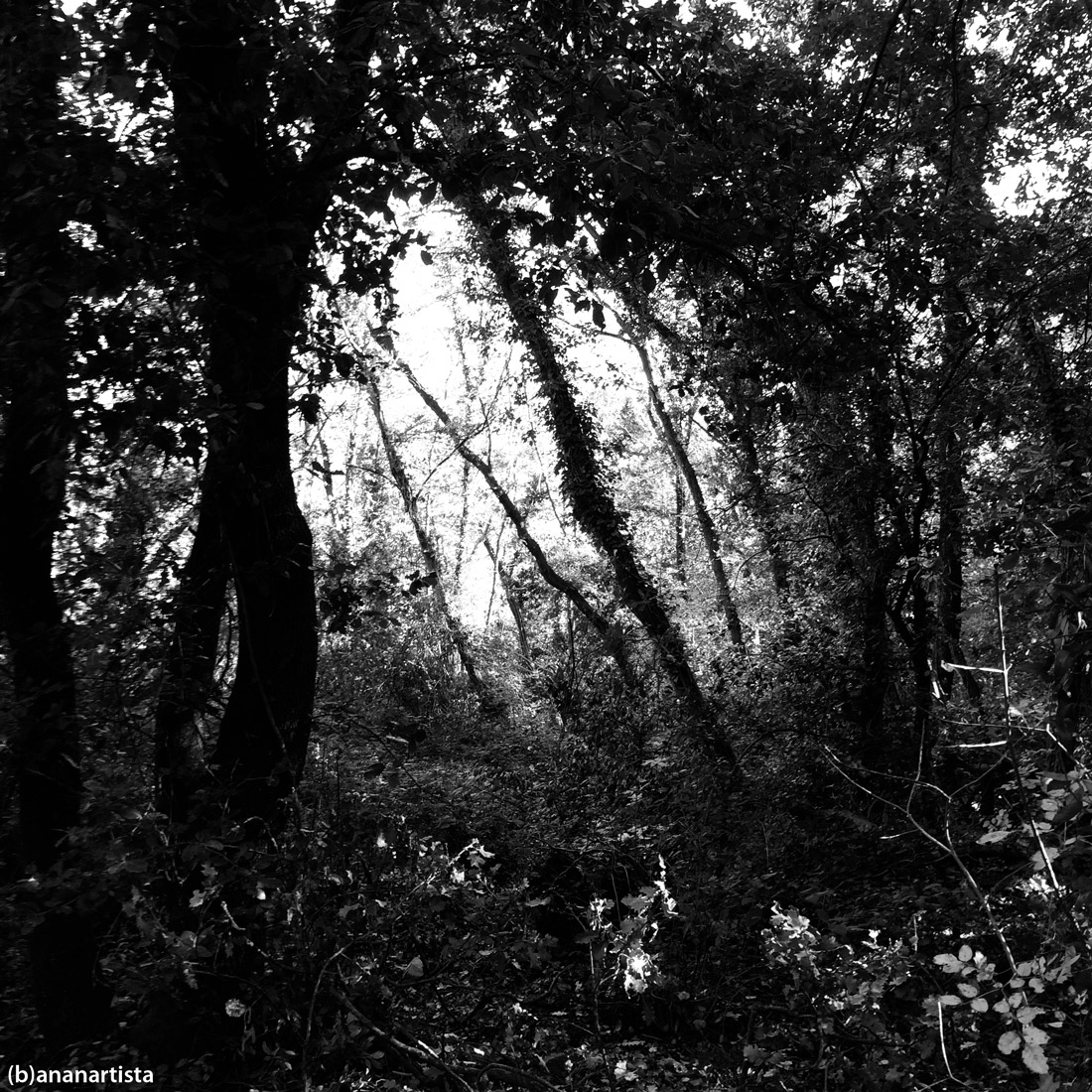 gita nel bosco: paesaggio di (b)ananartista sbuff