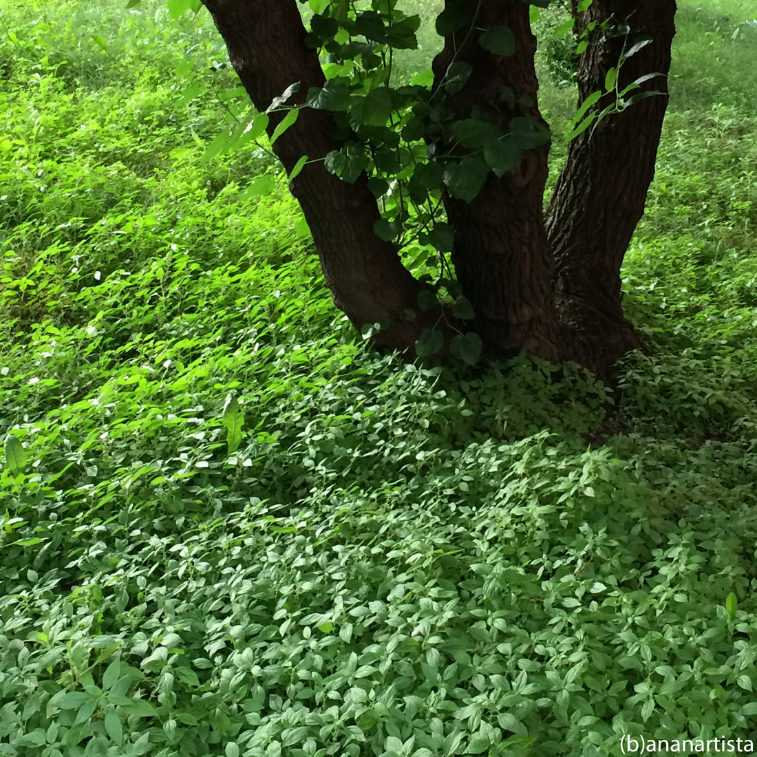 Garden of Eden: green photography by (b)ananartista sbuff