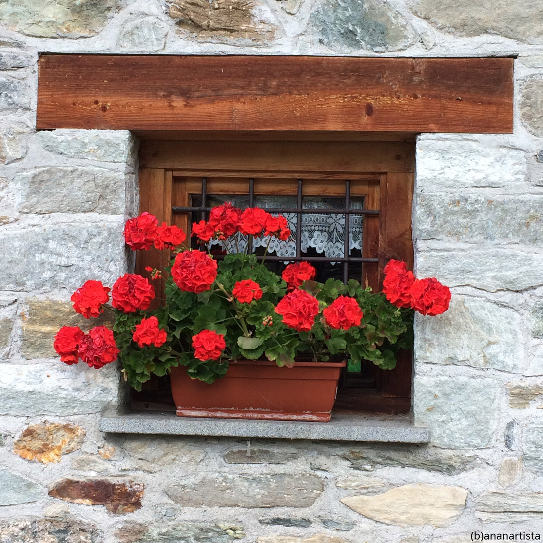 geranio rosso: fotografia di (b)ananartista sbuff