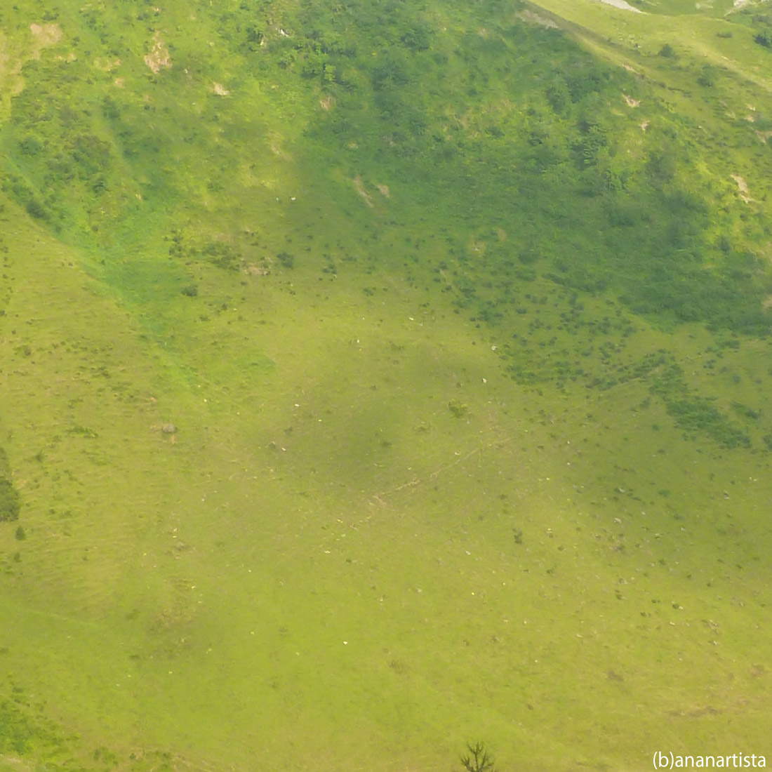 green wall: abstract landscape photography by (b)ananartista sbuff