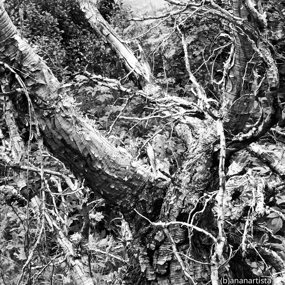 creature del bosco: fotografia di (b)ananartista sbuff